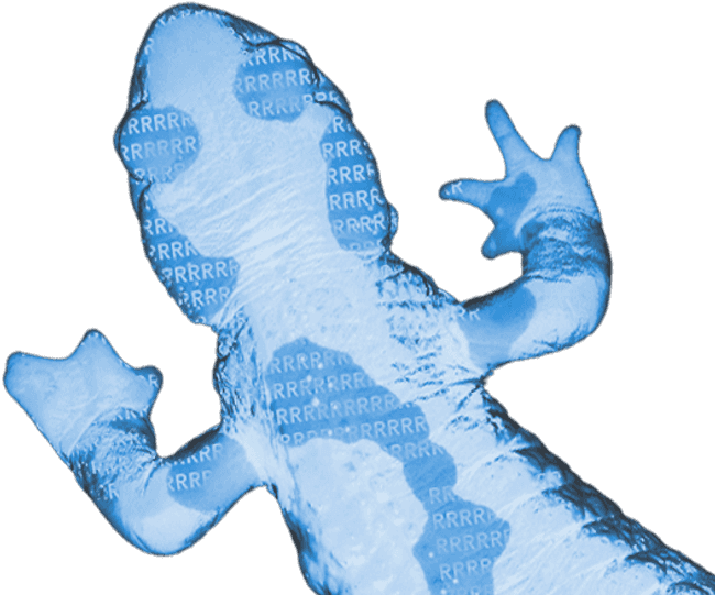 Camaleão visto de cima, em tons de azul